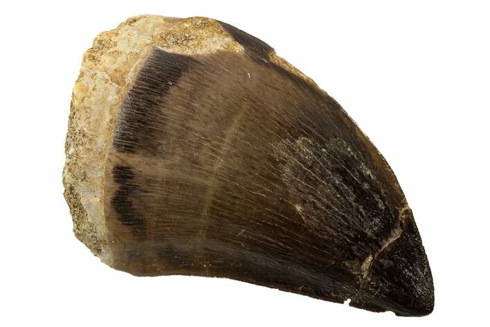 Fossil Mosasaur (Prognathodon) Tooth - Morocco #186527
